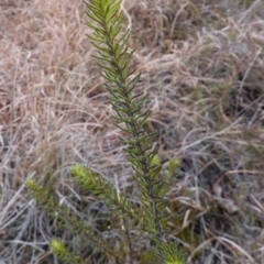 Ozothamnus diosmifolius at Souths TSR on Mountain Ash Road - 19 Jun 2024