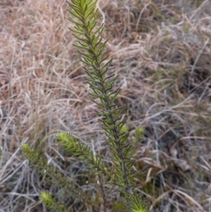 Ozothamnus diosmifolius at Souths TSR on Mountain Ash Road - 19 Jun 2024 10:33 AM