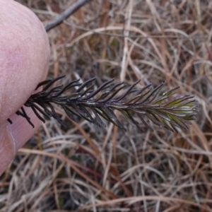 Ozothamnus diosmifolius at Souths TSR on Mountain Ash Road - 19 Jun 2024