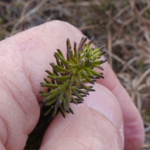 Ozothamnus diosmifolius at Souths TSR on Mountain Ash Road - 19 Jun 2024