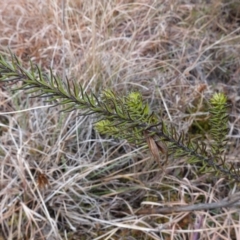 Ozothamnus diosmifolius at Souths TSR on Mountain Ash Road - 19 Jun 2024 10:33 AM