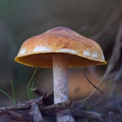 Unidentified Fungus at Piney Ridge - 16 Jun 2024 by Kenp12