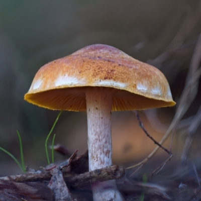 Unidentified Fungus at Block 402 - 16 Jun 2024 by Kenp12