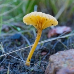 Lichenomphalia chromacea (Yellow Navel) at Block 402 - 16 Jun 2024 by Kenp12