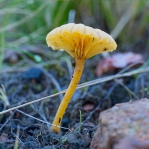 Lichenomphalia chromacea at Bluetts Block (402, 403, 12, 11) - 16 Jun 2024