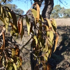 Amyema miquelii (Box Mistletoe) at Souths TSR on Mountain Ash Road - 18 Jun 2024 by RobG1