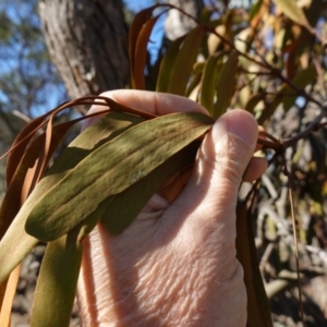 Amyema miquelii at Souths TSR on Mountain Ash Road - 18 Jun 2024