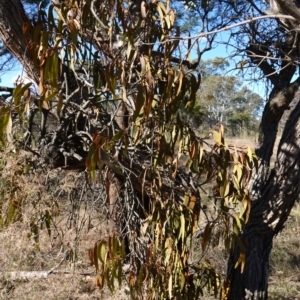 Amyema miquelii at Souths TSR on Mountain Ash Road - 18 Jun 2024