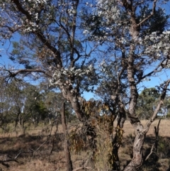 Amyema miquelii at Souths TSR on Mountain Ash Road - 18 Jun 2024