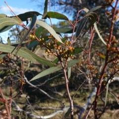 Eucalyptus mannifera subsp. mannifera (Brittle Gum) at Souths TSR on Mountain Ash Road - 18 Jun 2024 by RobG1