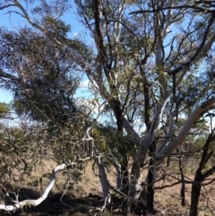 Eucalyptus mannifera subsp. mannifera at Souths TSR on Mountain Ash Road - 18 Jun 2024