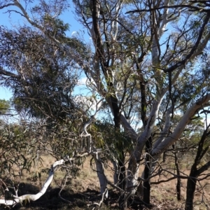 Eucalyptus mannifera subsp. mannifera at Souths TSR on Mountain Ash Road - 18 Jun 2024