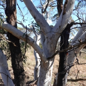 Eucalyptus mannifera subsp. mannifera at Souths TSR on Mountain Ash Road - 18 Jun 2024