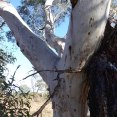 Eucalyptus mannifera subsp. mannifera at Souths TSR on Mountain Ash Road - 18 Jun 2024