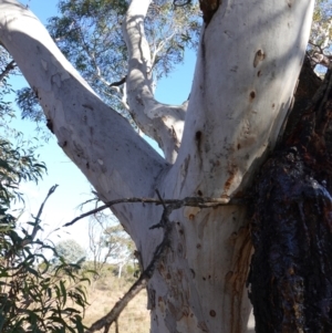 Eucalyptus mannifera subsp. mannifera at Souths TSR on Mountain Ash Road - 18 Jun 2024