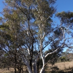 Eucalyptus mannifera subsp. mannifera at Souths TSR on Mountain Ash Road - 18 Jun 2024