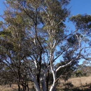 Eucalyptus mannifera subsp. mannifera at Souths TSR on Mountain Ash Road - 18 Jun 2024