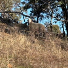 Ovis aries (Sheep) at Cook, ACT - 20 Jun 2024 by lbradley