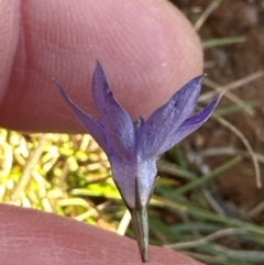 Wahlenbergia capillaris (Tufted Bluebell) at Cook, ACT - 20 Jun 2024 by lbradley