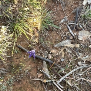 Wahlenbergia capillaris at Cook, ACT - 20 Jun 2024 03:34 PM