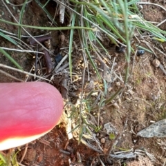 Wahlenbergia capillaris at Cook, ACT - 20 Jun 2024