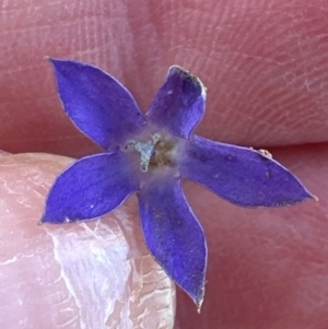 Wahlenbergia capillaris at Cook, ACT - 20 Jun 2024 03:34 PM