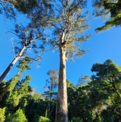 Eucalyptus cypellocarpa (Monkey Gum, Mountain Grey Gum) at Bodalla State Forest - 20 Jun 2024 by Steve818