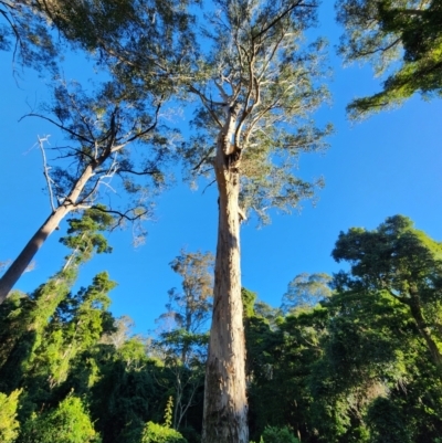 Eucalyptus cypellocarpa (Monkey Gum, Mountain Grey Gum) at Box Cutting Rainforest Walk - 20 Jun 2024 by Steve818