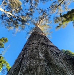 Eucalyptus cypellocarpa at Box Cutting Rainforest Walk - 20 Jun 2024