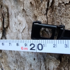 Eucalyptus cypellocarpa at Box Cutting Rainforest Walk - 20 Jun 2024