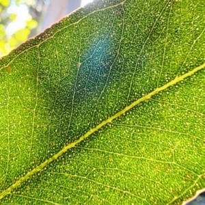 Eucalyptus cypellocarpa at Box Cutting Rainforest Walk - 20 Jun 2024