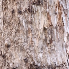 Eucalyptus cypellocarpa at Box Cutting Rainforest Walk - 20 Jun 2024