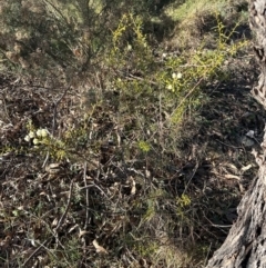 Acacia genistifolia (Early Wattle) at Cook, ACT - 20 Jun 2024 by lbradley