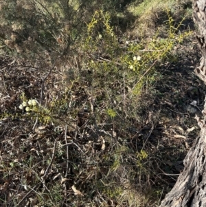 Acacia genistifolia at Cook, ACT - 20 Jun 2024