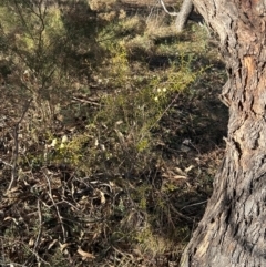 Acacia genistifolia at Cook, ACT - 20 Jun 2024