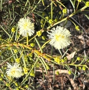 Acacia genistifolia at Cook, ACT - 20 Jun 2024 03:37 PM