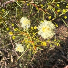 Acacia genistifolia at Cook, ACT - 20 Jun 2024