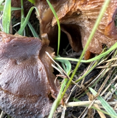 Unverified Cap on a stem; gills below cap [mushrooms or mushroom-like] at Whitlam, ACT - 20 Jun 2024 by lbradley