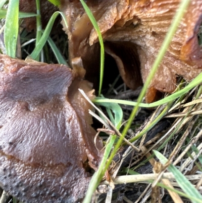 Unidentified Cap on a stem; gills below cap [mushrooms or mushroom-like] at Whitlam, ACT - 20 Jun 2024 by lbradley