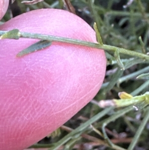 Calotis lappulacea at Whitlam, ACT - 20 Jun 2024