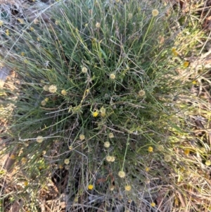 Calotis lappulacea at Whitlam, ACT - 20 Jun 2024