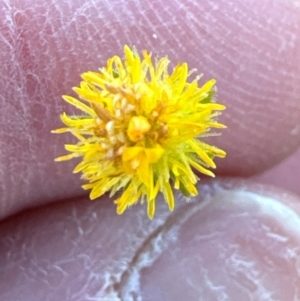 Calotis lappulacea at Whitlam, ACT - 20 Jun 2024