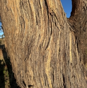 Eucalyptus melliodora at Whitlam, ACT - 20 Jun 2024