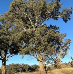 Eucalyptus melliodora at Whitlam, ACT - 20 Jun 2024