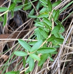 Astrotricha ledifolia (Common Star-hair) at Mundoonen Nature Reserve - 17 Jun 2024 by Tapirlord