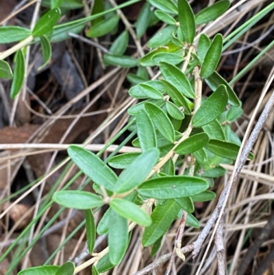 Astrotricha ledifolia (Common Star-hair) at Mundoonen Nature Reserve - 17 Jun 2024 by Tapirlord