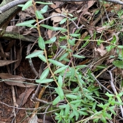 Astrotricha ledifolia at Mundoonen Nature Reserve - 17 Jun 2024