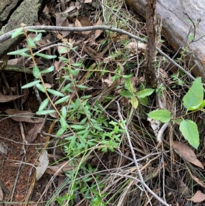 Astrotricha ledifolia at Mundoonen Nature Reserve - 17 Jun 2024 02:52 PM