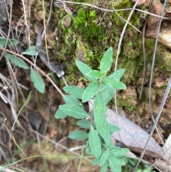 Billardiera mutabilis (Climbing Apple Berry, Apple Berry, Snot Berry, Apple Dumblings, Changeable Flowered Billardiera) at Mundoonen Nature Reserve - 17 Jun 2024 by Tapirlord