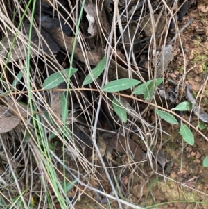 Billardiera mutabilis at Mundoonen Nature Reserve - 17 Jun 2024
